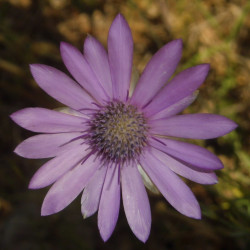 BL480 Papirblomst (øko)