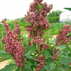 BL490 Quinoa. Rød (øko)