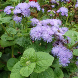 BL000 Blåkvast (øko)