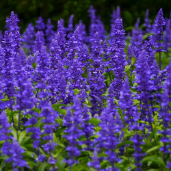 BL520 Salvia horminum blå (øko)