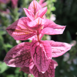 BL521 Salvia horminum pink (øko)