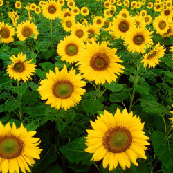 BL600 Solsikke. Mark (øko)