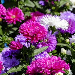 BL620 Sommerasters (øko)