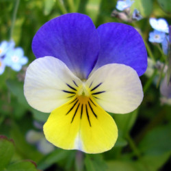 BL630 Stedmoderblomst. Lilla/gul/hvid. (øko)