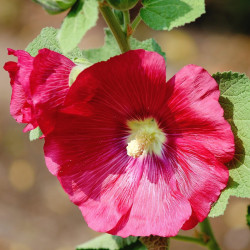 BL640 Stokrose (øko)