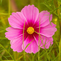 Stolte Kavalerer (øko)