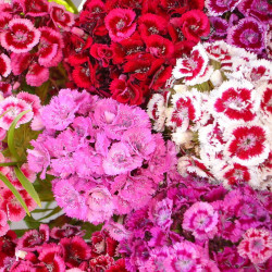 BL680 Studenternellike (øko)