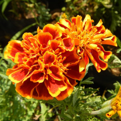 BL700 Tagetes (øko)