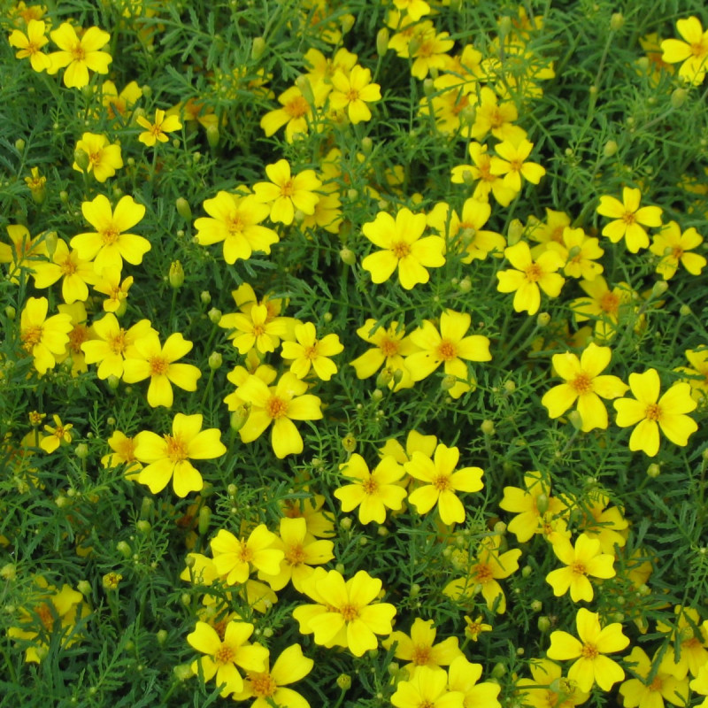 BL722 Tagetes. Citron (øko)