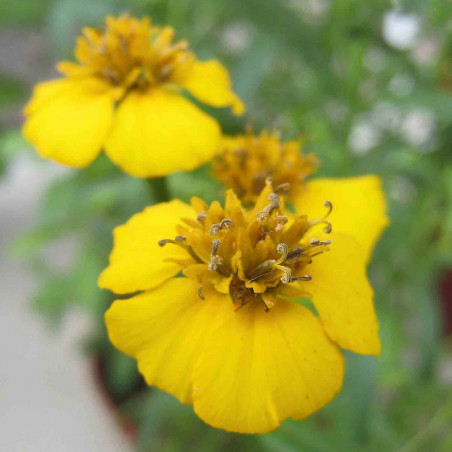 BL730 Tagetes. Lakrids (øko)