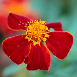 BL750 Tagetes. Stor. Rød (øko)