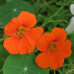 BL760 Tallerkensmækker. Opret (øko)