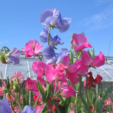 BL900 Ærteblomst (øko)