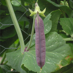 RT10 Kapuchiner-ært. Blå (øko)