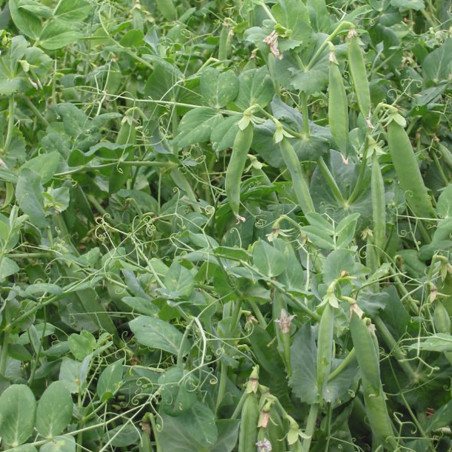 RT15 Marværter (øko)