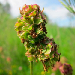 KF060 Bibernelle (øko)