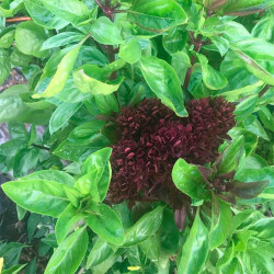 BL002 Basilikum. Blomst (øko)