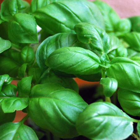 KF100 Basilikum. Grøn (øko)