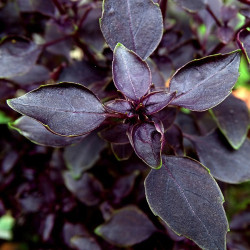 KF120 Basilikum. Rød (øko)