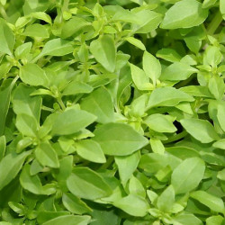 Basilikum. Græsk (øko)