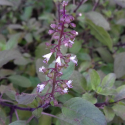 KF145 Basilikum. Hellig (øko)