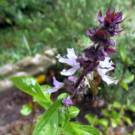 KF150 Basilikum. Kanel (øko)