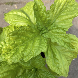 KF155 Basilikum. Kæmpe. Grøn (øko)