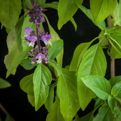 KF156 Basilikum. Thai (øko)