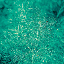 KF158 Fennikel. Blad (øko)