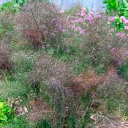 KF159 Bronzefennikel