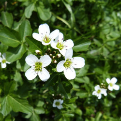 KF160 Brøndkarse (øko)