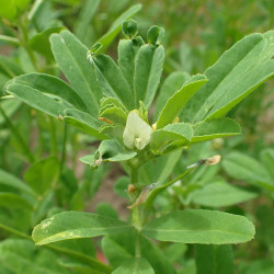 KF170 Bukkehorn (øko)