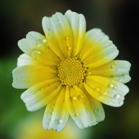 KF200 Chrysantemum. Spise (øko)