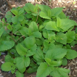 KF210 Citronmelisse (øko)