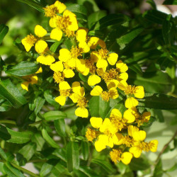 KF272 Estragon. Mexikansk (øko)