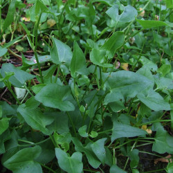 KF280 Fransk Syre (øko)