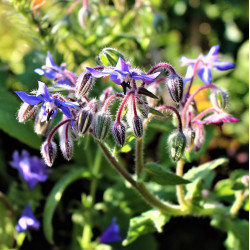 KF300 Hjulkrone (øko)