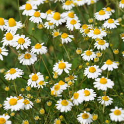 KF400 Kamille (øko)