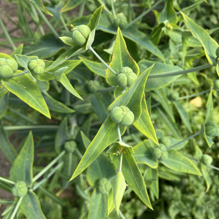 KF466 Korsvortemælk (øko)