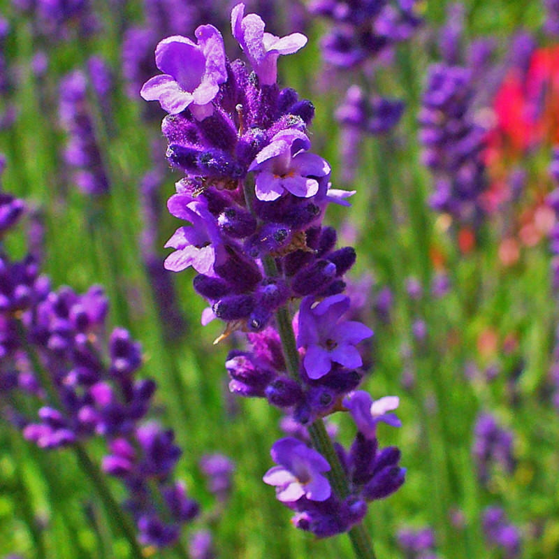 KF500 Lavendel (øko)