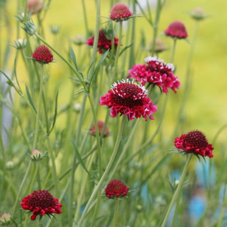 BL080 Enkeblomst/Skabiose (øko)