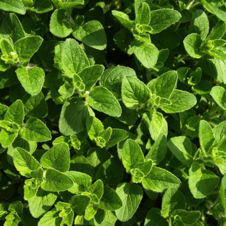 KF650 Oregano. Græsk (øko)