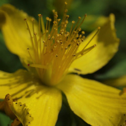 Perikum. Prikbladet (øko)