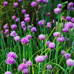 KF760 Purløg (øko)