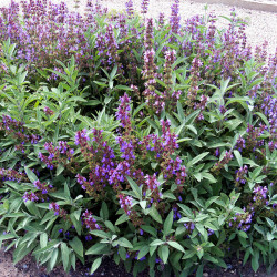 KF830 Salvie. Læge (øko)