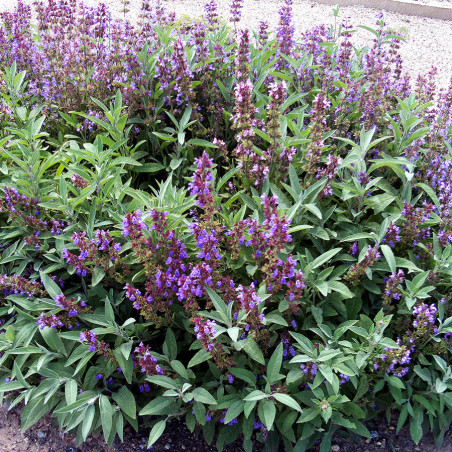 KF830 Salvie. Læge (øko)