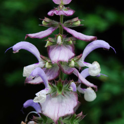 KF840 Salvie. Muskat (øko)