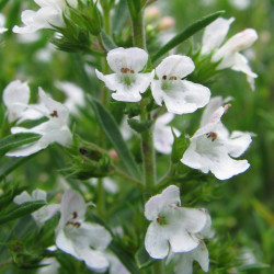 KF870 Sar. Vinter (øko)