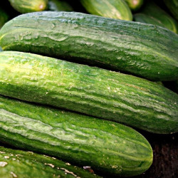 AG15 Drivagurk. Væksthus.