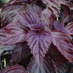 KF872 Shiso. Rød (øko)